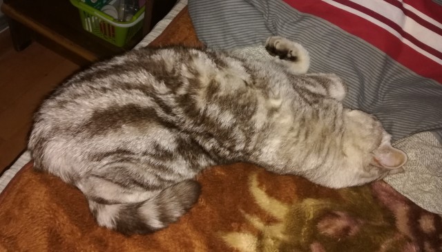Коты, которые спят где попало и как попало