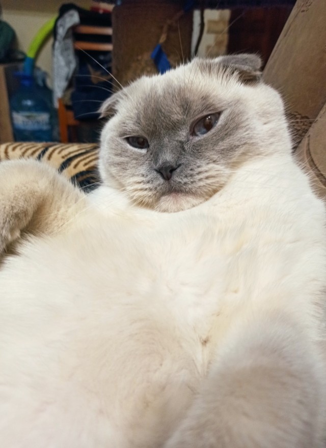 Последний котовторник 2020 года