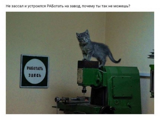 Картинки и мемы для настроения 15.03.2021