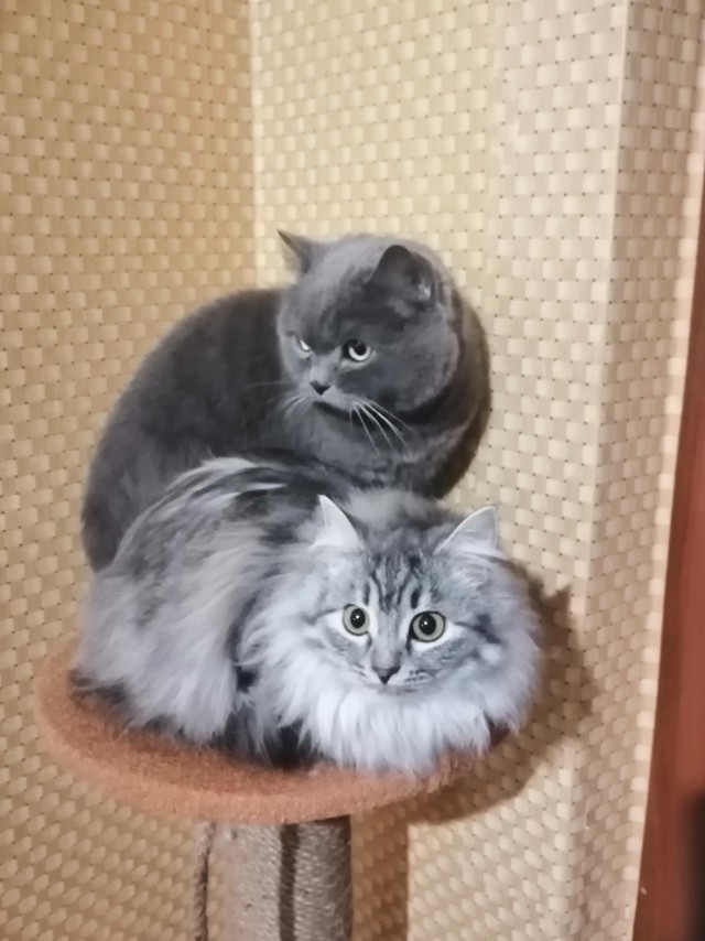 Котовторник же очередной