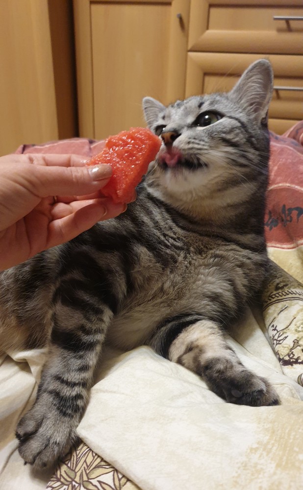 Котовторник 14.09.2021