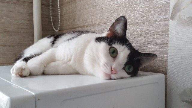 Котовторник 21.12.21