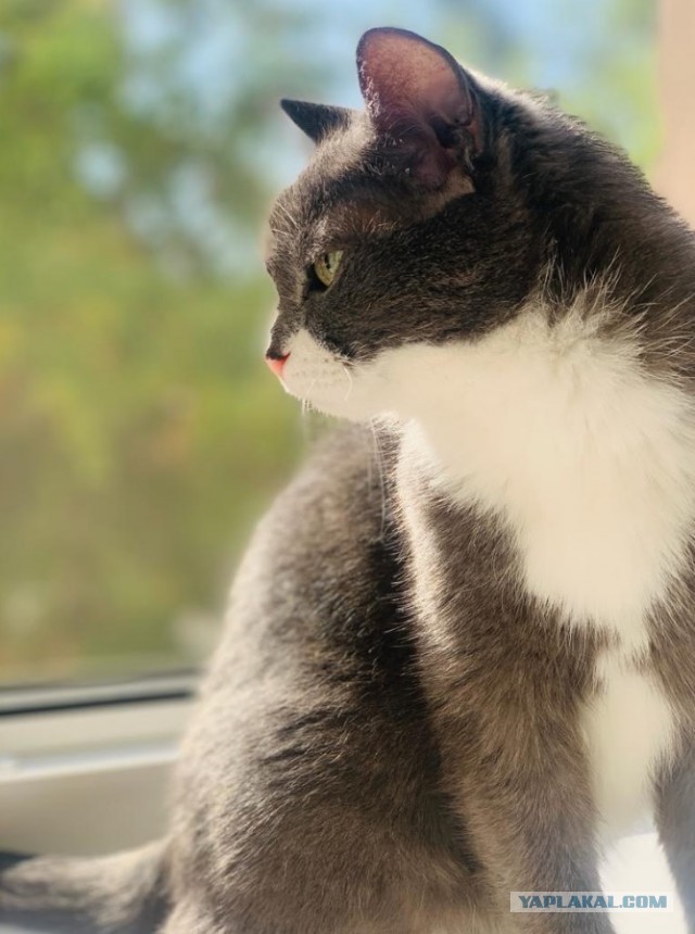 Котовторнику посвящается