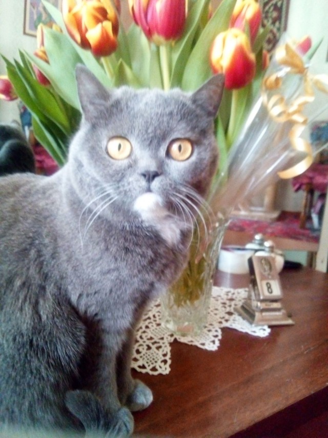 А что это мы котовторник не начинаем? Время пришло!
