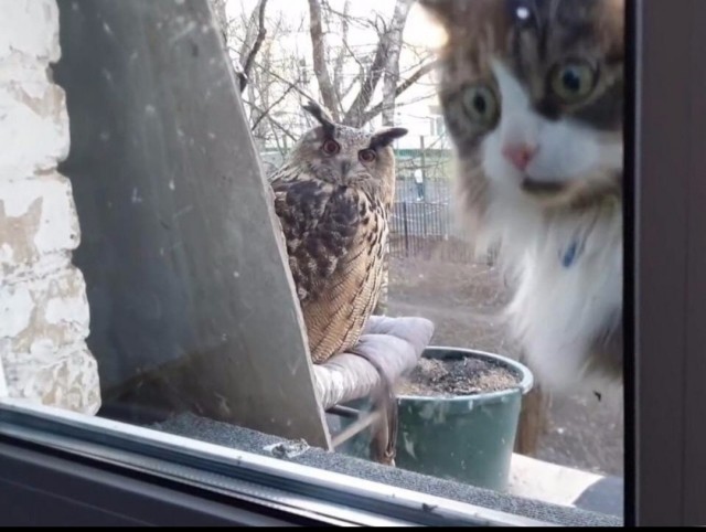 Кототелевизор