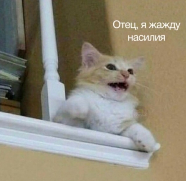 У котика украли 10 грамм!