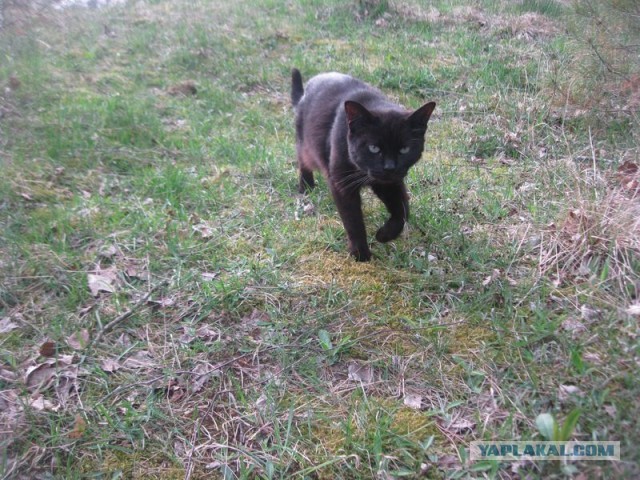 Жизнь домашнего приюта для котеек 392