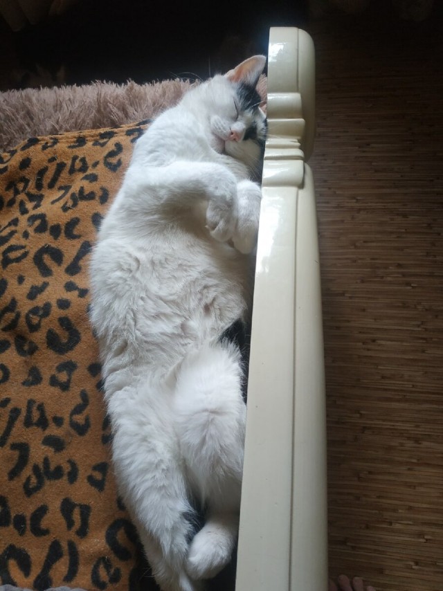 Котики в беде