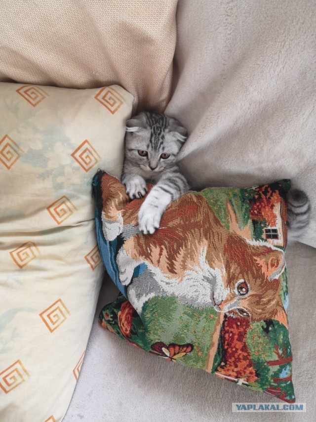Задорные, заборные, шерстяные