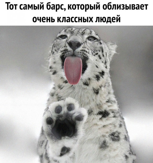 Картинки и мемы для настроения - 27