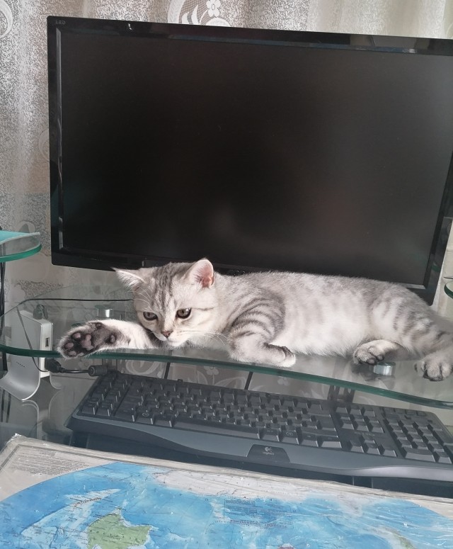 На котовторник