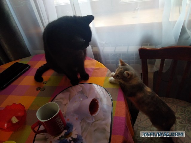 Что делать, если пришел кот?