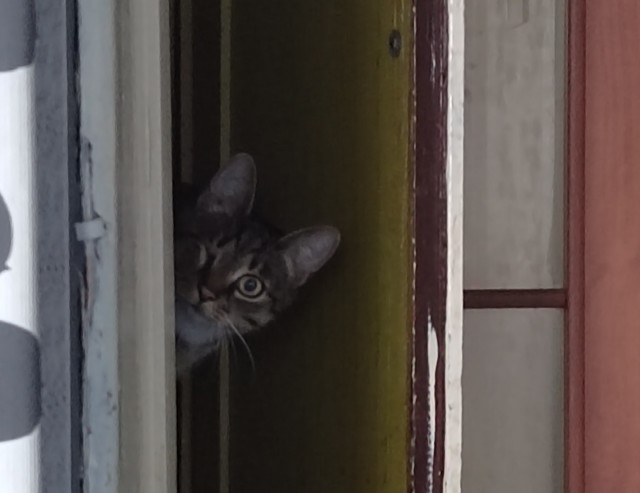 Котовторник прошел, а я не успел