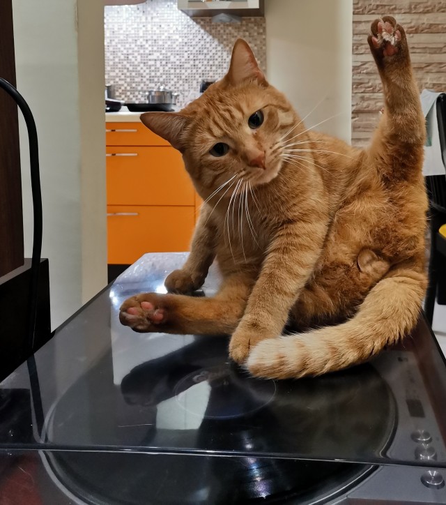 Коту всегда есть чем заняться в шесть часов утра