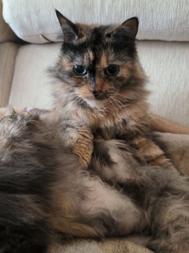 Пройдемся по котикам?!