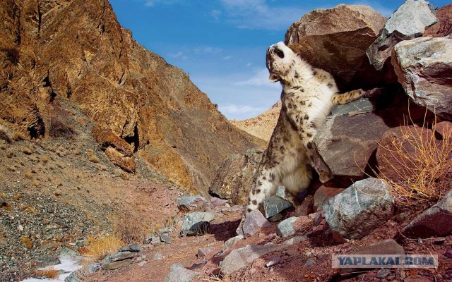 Красота диких кошек