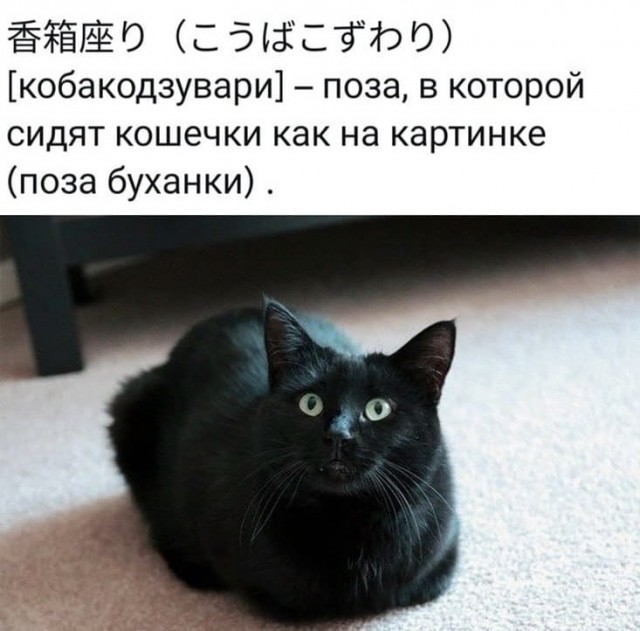 Позы для сна у кошек - что они означают?