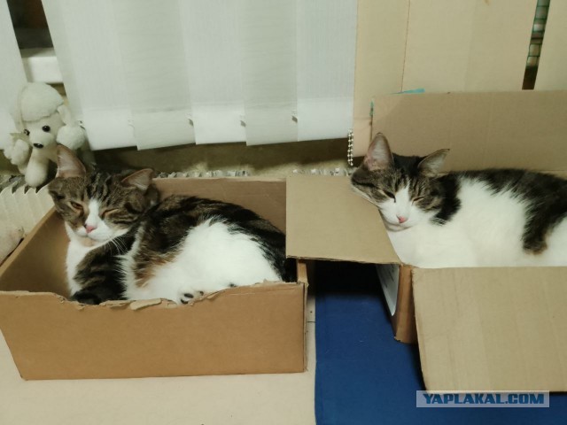С котовторником ЯПовцы