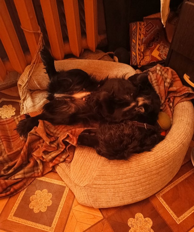 Девочка, которая не бросит