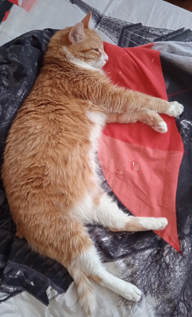 Котовторник уже пришёл?
