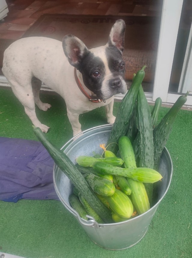 Собакосодержащий продукт