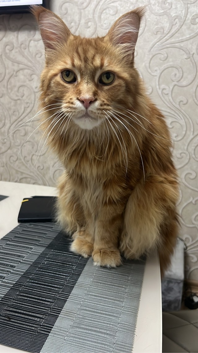 Да просто кот, зовут тоже Кот
