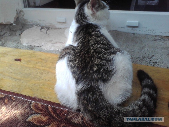 Котовторник 04.06.2013