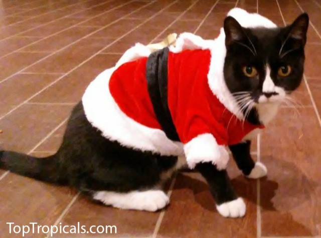 Котэ, совэ и все-все-все