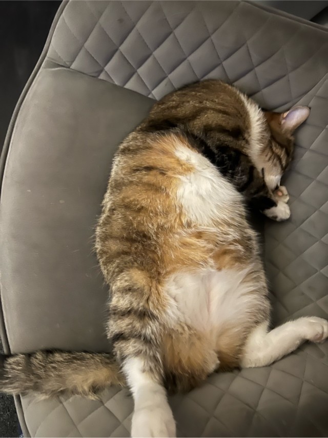 Котовторник продолжается