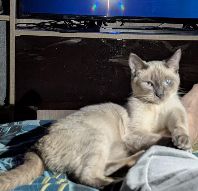 Котопаралич 1 степени