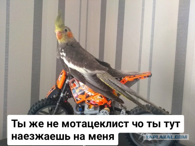 14-летний питбайкер на заднем колесе влетел мерседесу в капот