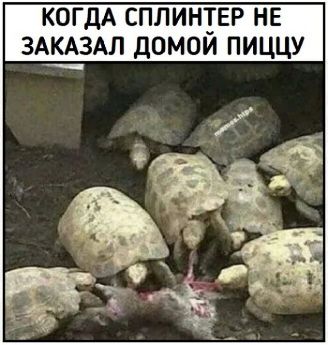 Разбавим унылое воскресенье отборной дичью