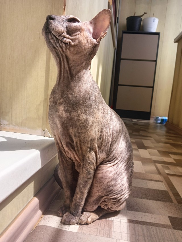 О братьях наших меньших
