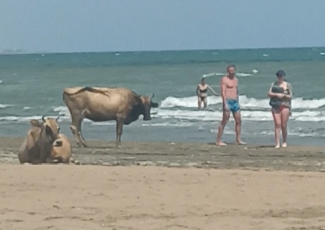Пляжные дивы, лето, жара