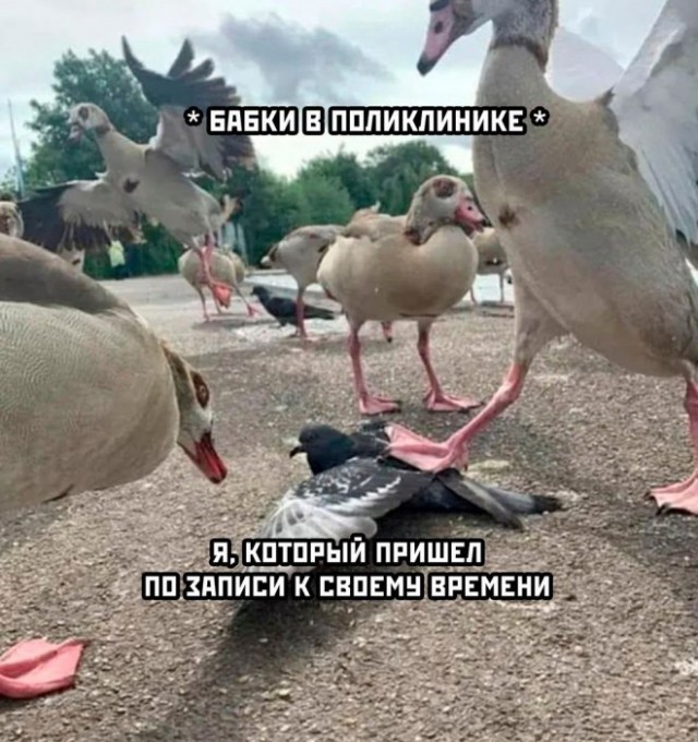 Веселые картинки в понедельник (11.08)