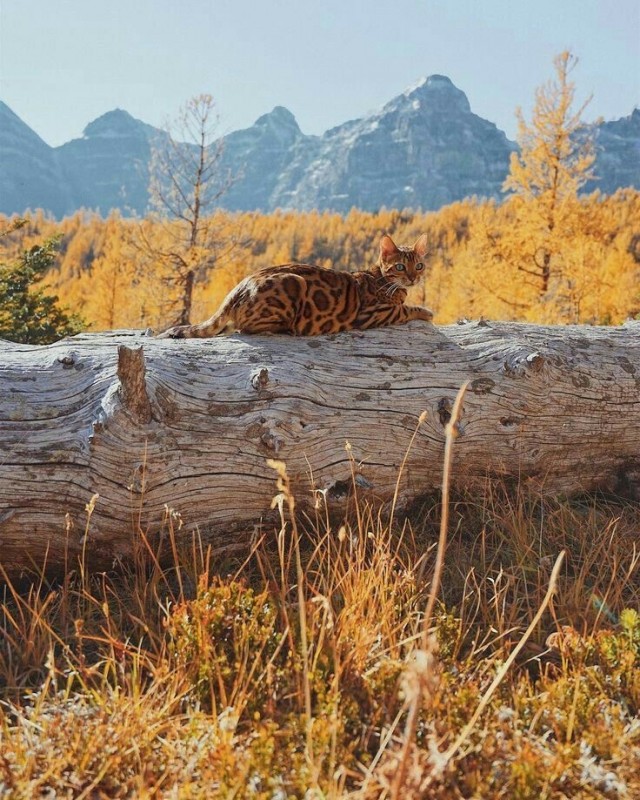 Осенний кот