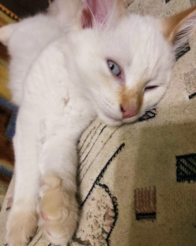 Котовторник. Где коты? Мой вот!