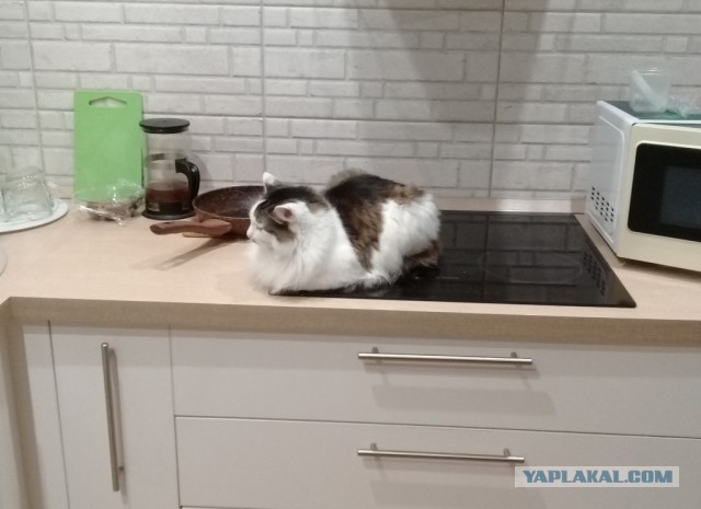 Ну и как такую ругать?