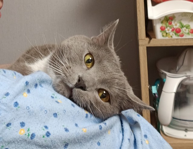 Нужен совет новому кошатнику!