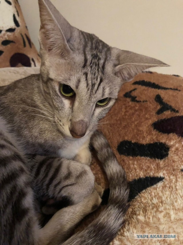 Всех причастных с котовторником!
