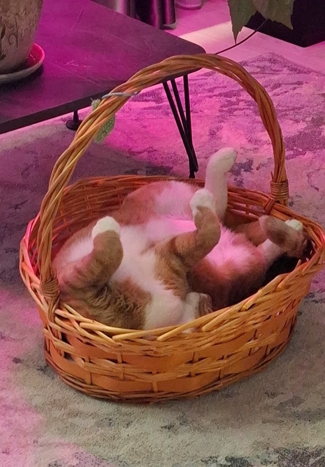 Наши коты