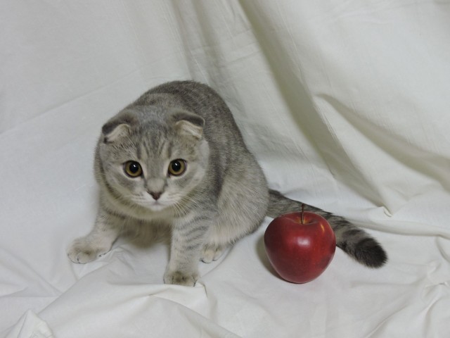 Котовторник, молодость