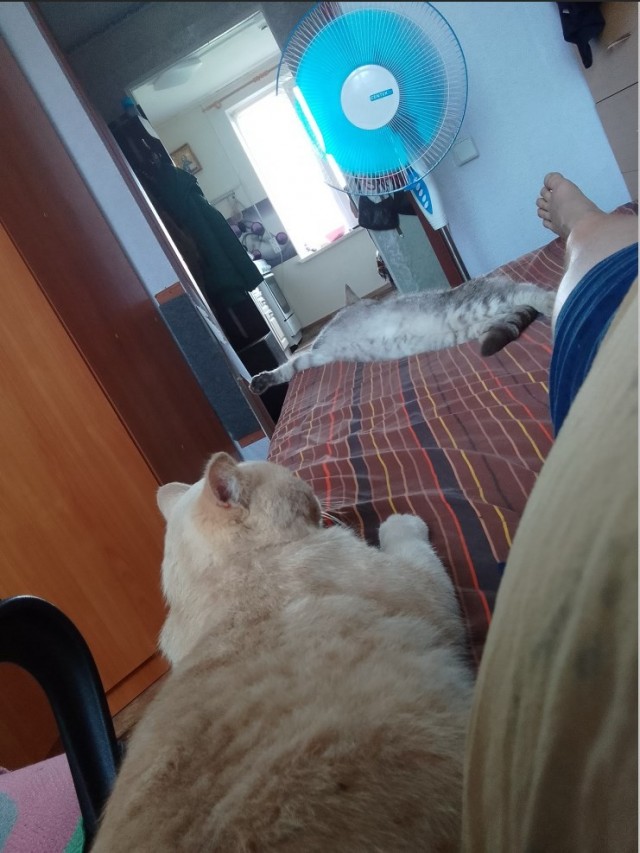 Уличных трёхцветных кошек тред