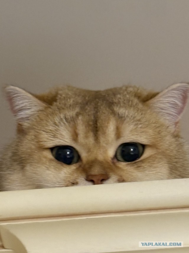 Сегодня только КОТовторник....