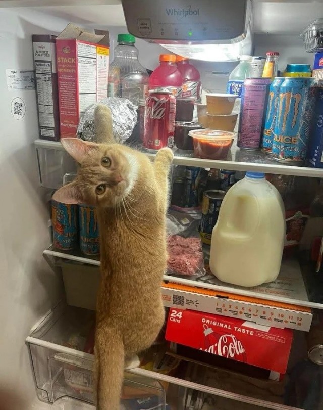 Скоро котовторник