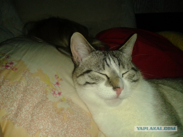 Котовторник   27.08.2013