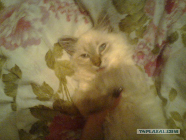 Котовторник 03.09.2013