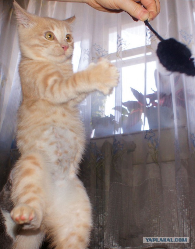 Котовторник 22.10.2013