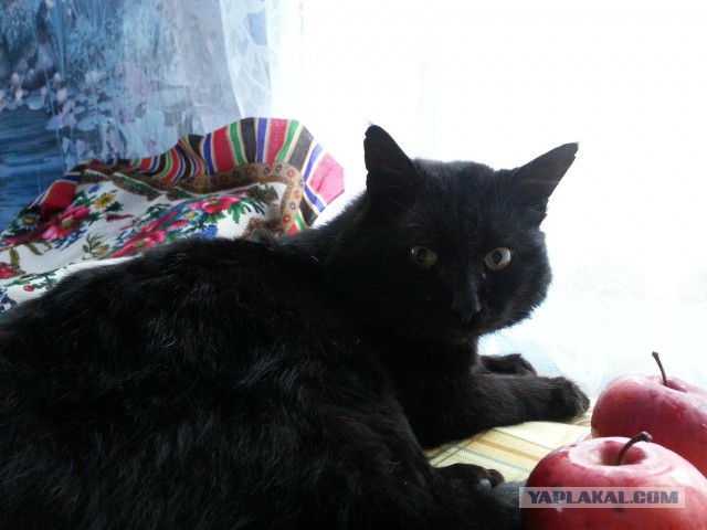 Котовторник   17.12.2013