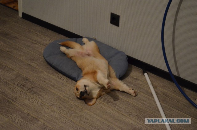 В мире животных